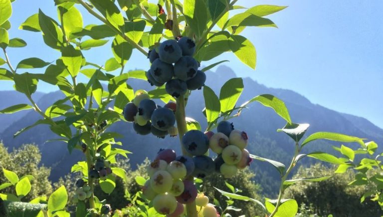 The Serenity of Blueberry Picking Season
